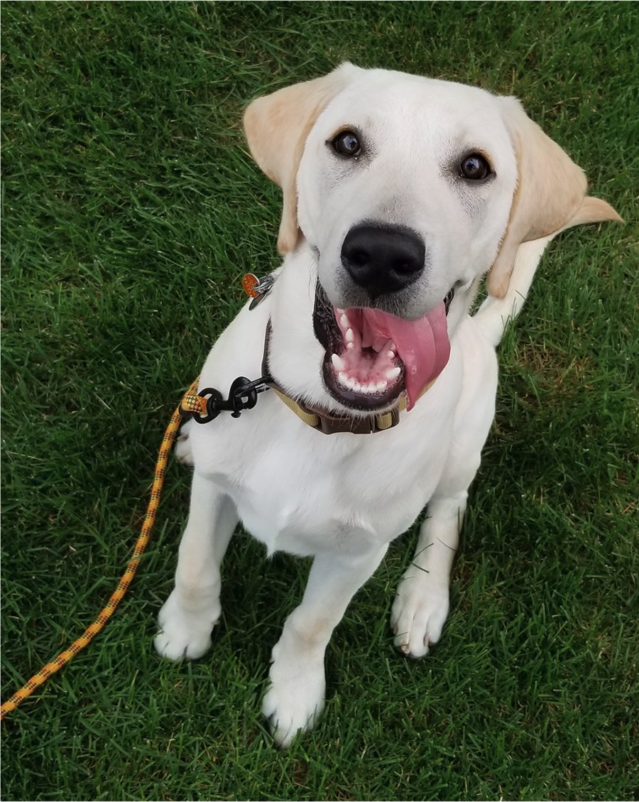 Leo Cappuccino, the dog who inspired Cappuccino